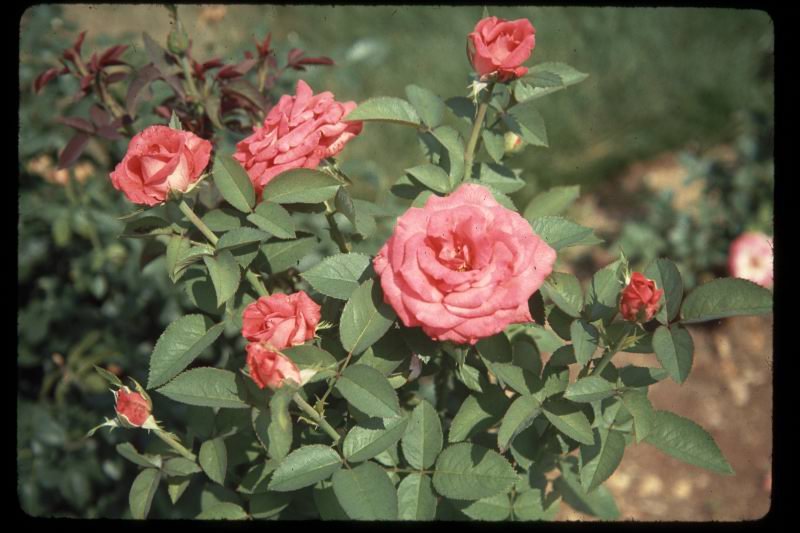 roses1.jpg