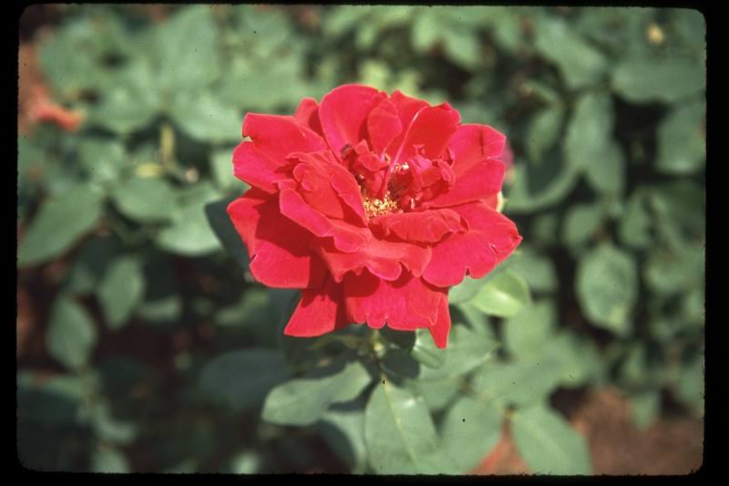 roses2.jpg