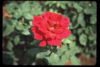 roses2_small.jpg