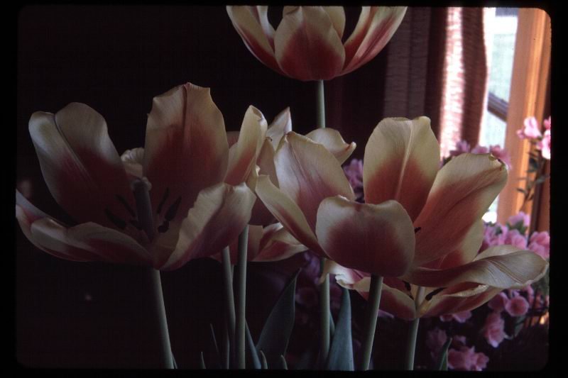 tulipsinsidesg.jpg