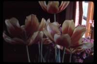 tulipsinsidesg_small.jpg
